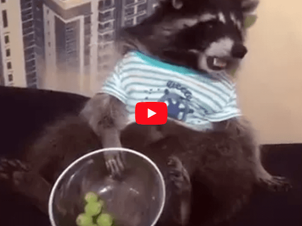 Raccoon Eating Grapefruit