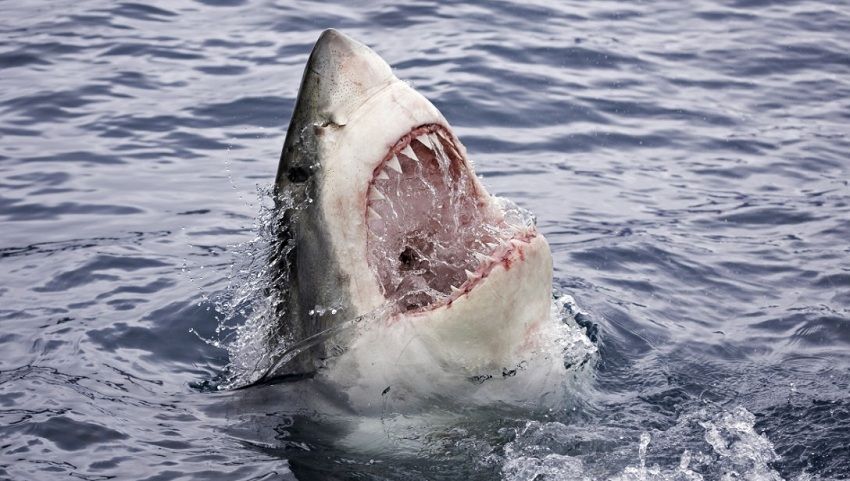 A great white shark opens his mouth near the island of Guadalupe in Mexico.