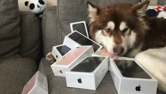 Coco the dog with his brand new iPhone 7's
